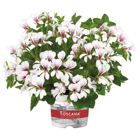 Kaskadpelargon 'Balcon Polar' 12cm kruka