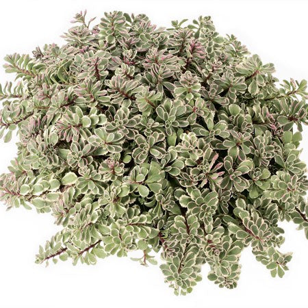 Kaukasiskt fetblad 'Tricolor' 12cm kruka