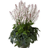 Klockvippa 'White Revolution' 12cm kruka