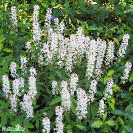 Klockvippa 'White Revolution' 12cm kruka