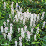 Klockvippa 'White Revolution' 12cm kruka
