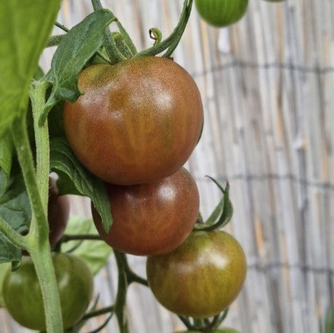 Körsbärstomat 'Black Cherry' 10,5cm kruka