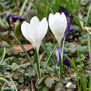 Vårkrokus 'Jeanne d´Arc' 9cm kruka
