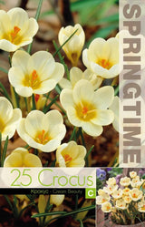 Krokus Botanisk 'Cream Beauty' 25st