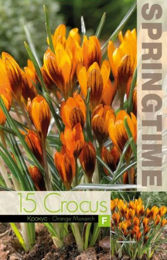 Krokus Botanisk 'Orange Monarch' 15st