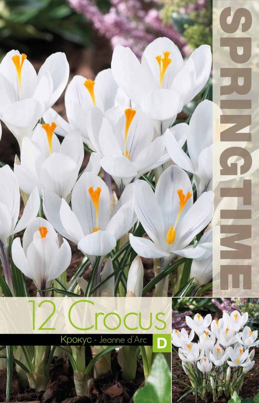 Krokus Storblommig 'Jeanne d'Arc' 12st
