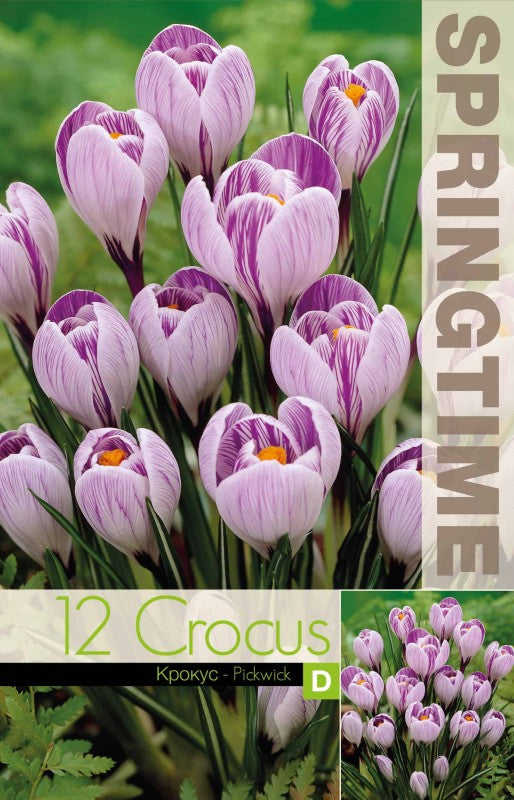 Krokus Storblommig 'Pickwick' 12st