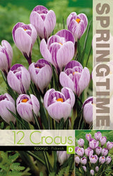 Krokus Storblommig 'Pickwick' 12st