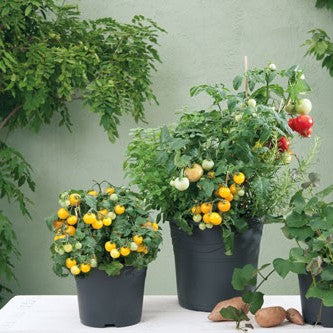 Kruktomat 'Balconi Yellow' 10,5cm kruka