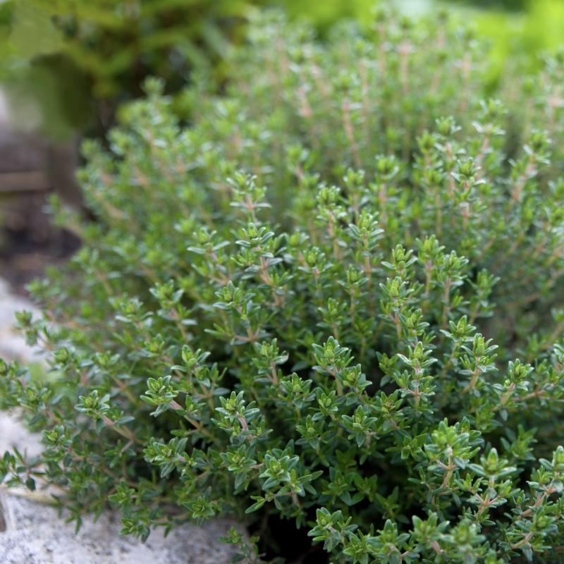 Kryddtimjan 'Precompa' 10,5cm kruka