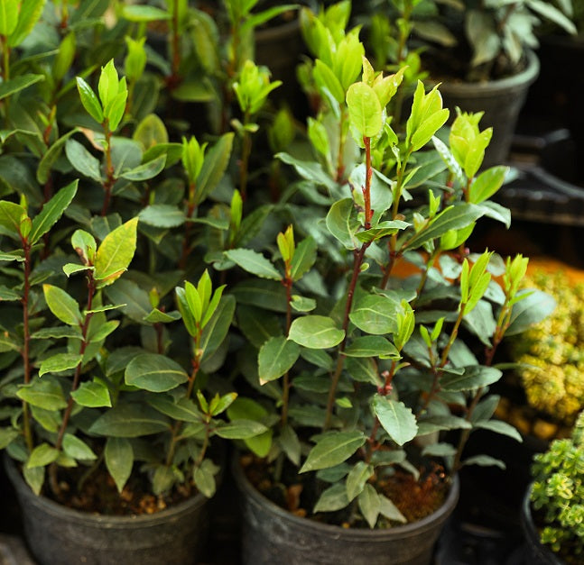 Lager 'Bay Laurel' 9cm kruka