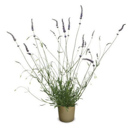 Lavendel 'Grosso' 10,5cm kruka