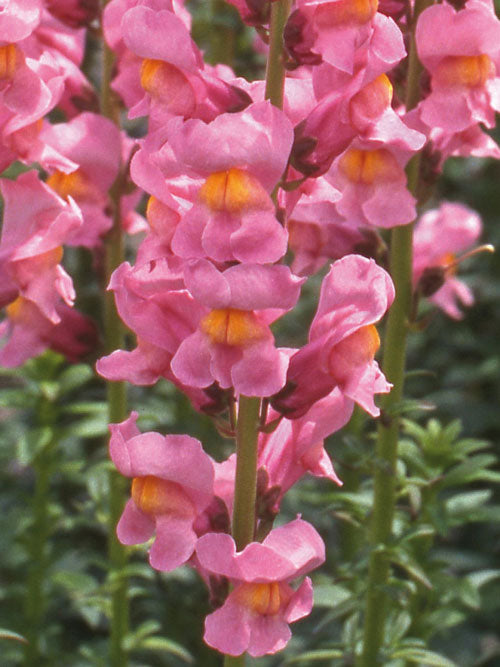 Lejongap 'Rocket Rose' F1