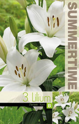 Asiatisk Lilja 'Kent' 3st