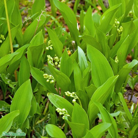 Liljekonvalj 'Prolificans' 12cm kruka