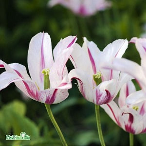 Liljetulpan 'Marilyn' 8st