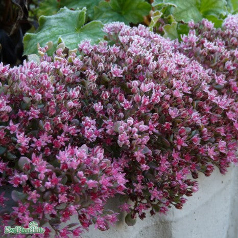 Liten kärleksört 'Lidakense' 11cm kruka