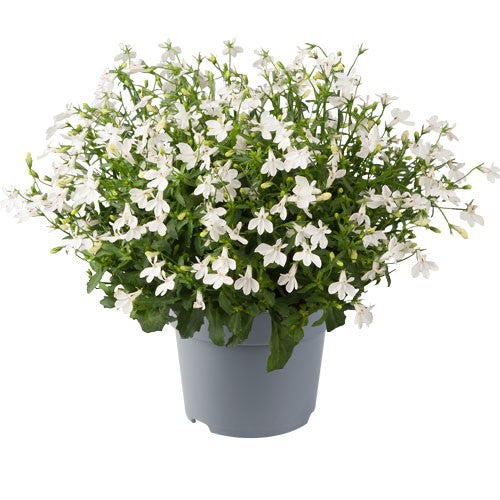 Lobelia, Kant 'Sweet Springs White' 10,5cm kruka