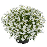 Lobelia Lobelix 'White' 3 plantor