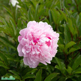 Luktpion 'Sarah Bernhardt' 1st barrotad