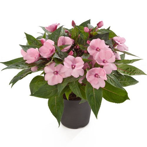 Lyckliga Lotta 'Odyssey Helen'
