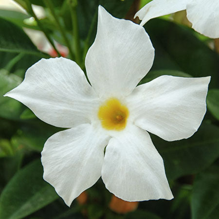 Bägarranka 'Sundaville Classic White' 10,5cm kruka