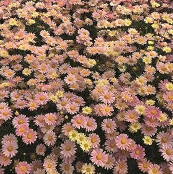 Margerit 'Aramis Lemon & Pink' 10,5cm kruka