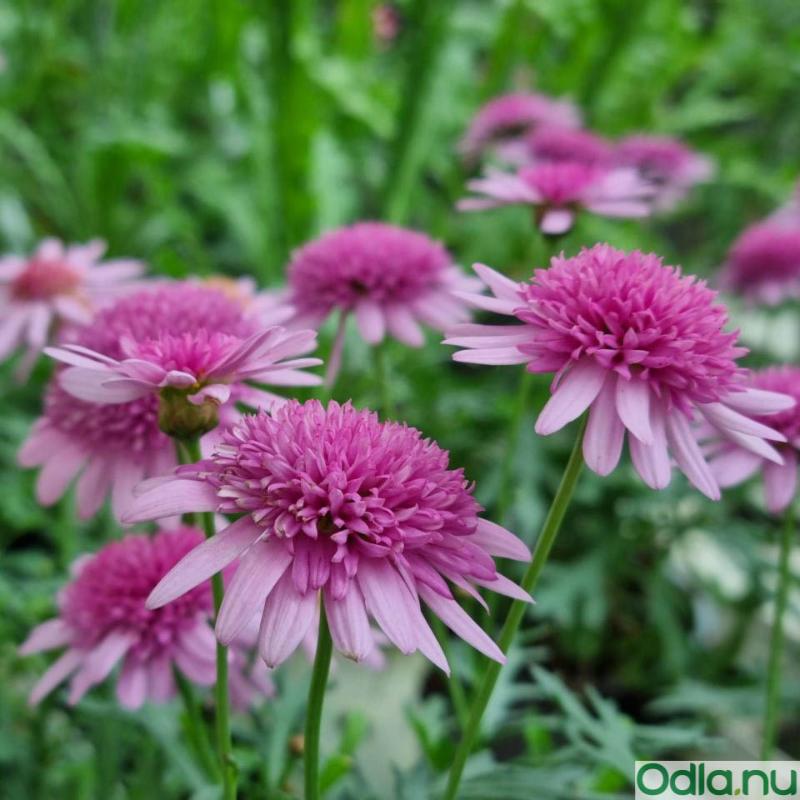 Margerit 'Madeira Crested Pink' 10,5cm kruka