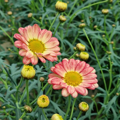 Margerit 'Day-Zee Cream Pink' 10,5cm kruka