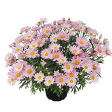 Margerit 'Lolly' - 3 plantor