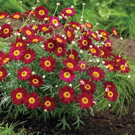 Margerit 'Madeira Red' 10,5cm kruka