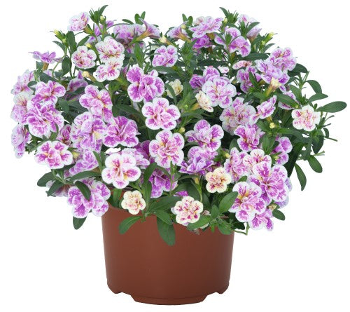 Minipetunia 'Aloha Double Pink Blush' - 3 plantor