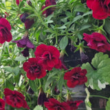 Minipetunia 'Unique Double Velvet Red' - 3 plantor