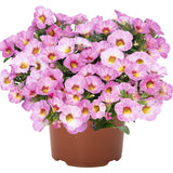 Minipetunia 'Aloha Kona Pink Blush' - 3 plantor
