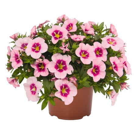 Minipetunia 'Bloomtastic Rose Quartz' 10,5cm kruka