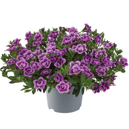 Minipetunia 'Cabaret Special Double Purple Bicolour'