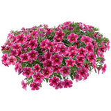Minipetunia 'Colibri Cherry Lace' 10,5cm kruka