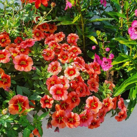Minipetunia 'Conga Orange Star' 10,5cm kruka