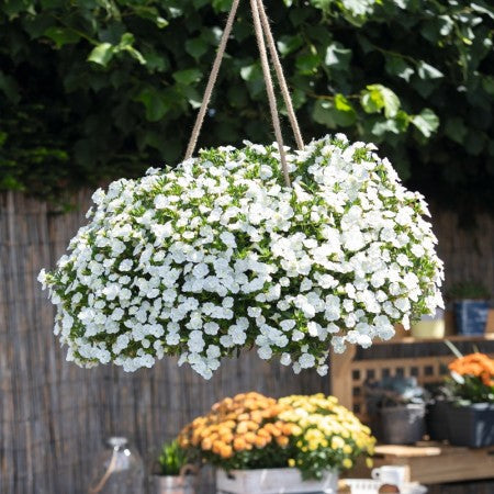 Minipetunia 'Oro Double White' 10,5cm kruka