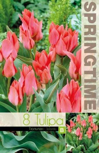 Multi Flowering Tulpan 'Toronto' 8st