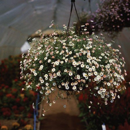 Murbinka 'Profusion' 10,5cm kruka