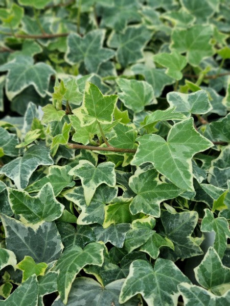 Murgröna 'Eva' 10,5cm kruka