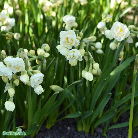 Påsklilja 'Bridal Crown' 11cm kruka