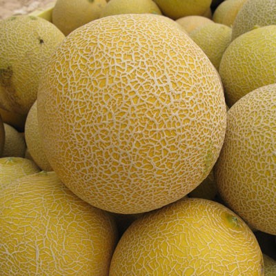 Nätmelon 'Suzan' Ympad 10,5cm kruka