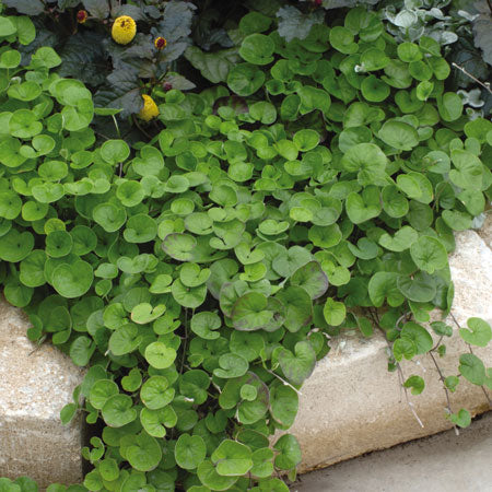 Njurvinda 'Emerald Falls' 10,5 cm Kruka