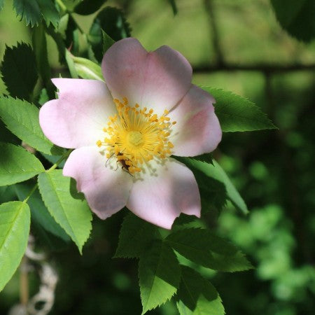 Nyponros 'Rosie'