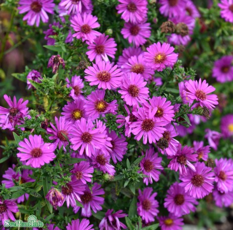 Oktoberaster 'Starlight'