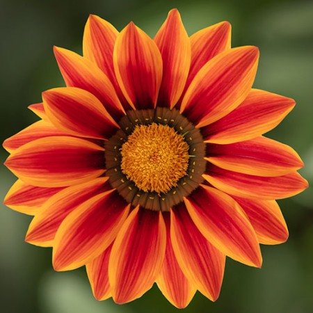 Påfågelsblomster 'Sun Stopper Orange' 10,5cm kruka