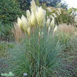 Pampasgräs 'Pumila' 2L, 1-pack