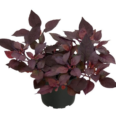 Papegojblad 'Little Romance' 10,5cm kruka